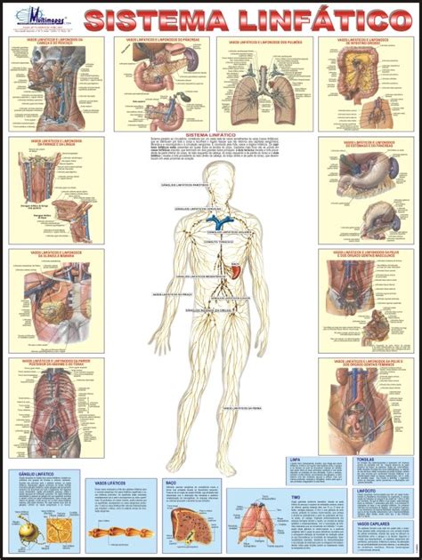 SISTEMA LINFÁTICO