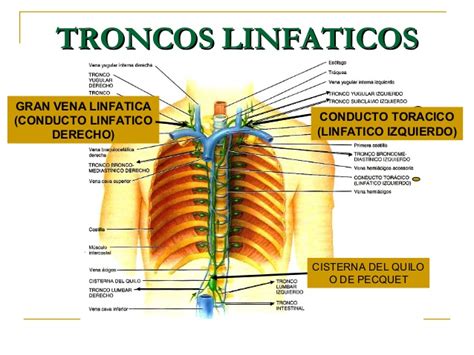 Sistema Linfatico
