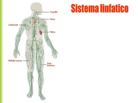 Sistema linfatico.   ppt video online scaricare