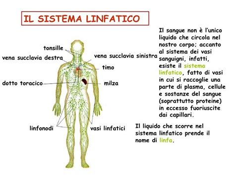 SISTEMA LINFATICO | #StudioOsteopaticoGagliardi # ...