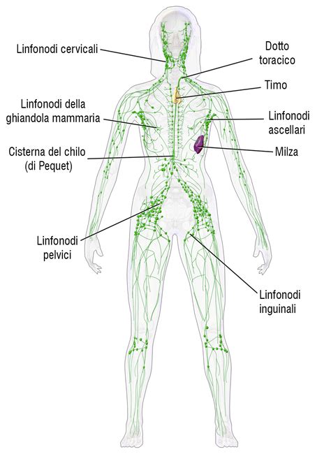 Sistema linfatico   superagatoide