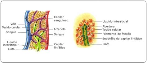 Sistema Linfático   Toda Matéria