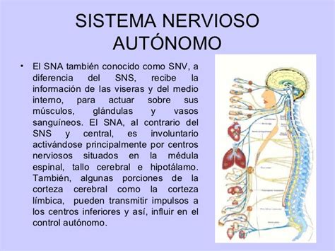 Sistema Nervioso Periferico Definicion   SEONegativo.com