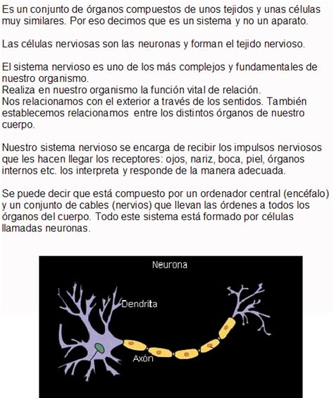 sistema Nervioso: Sistema Nervioso