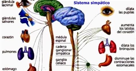 Sistema nervioso vegetativo o autónomo