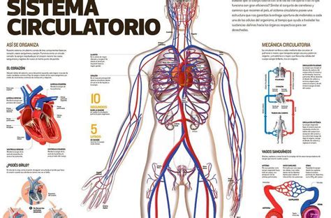 Sistema o Aparato circulatorio | Anatomia | Sistema ...