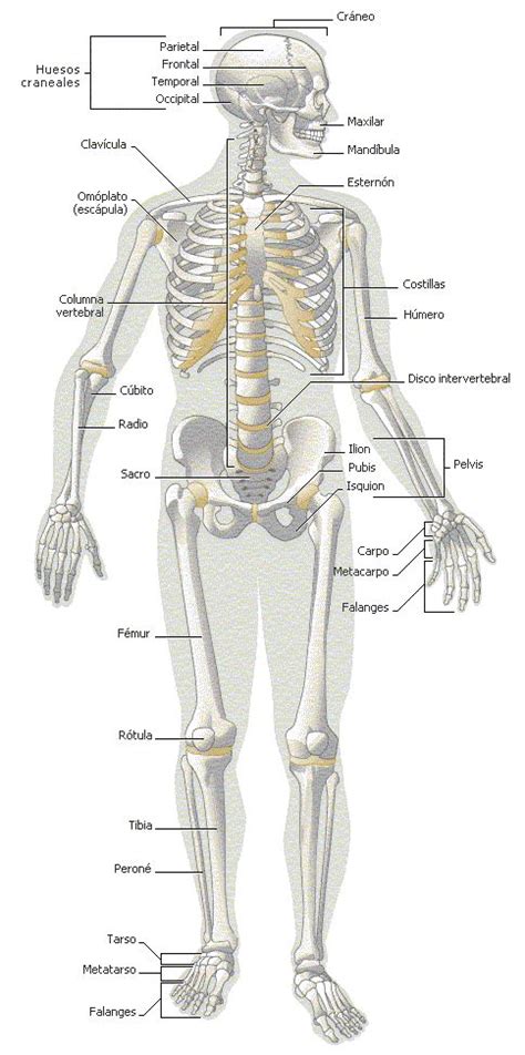 Sistema oseo | Anatomía, Anatomia y fisiologia humana, Sistema oseo