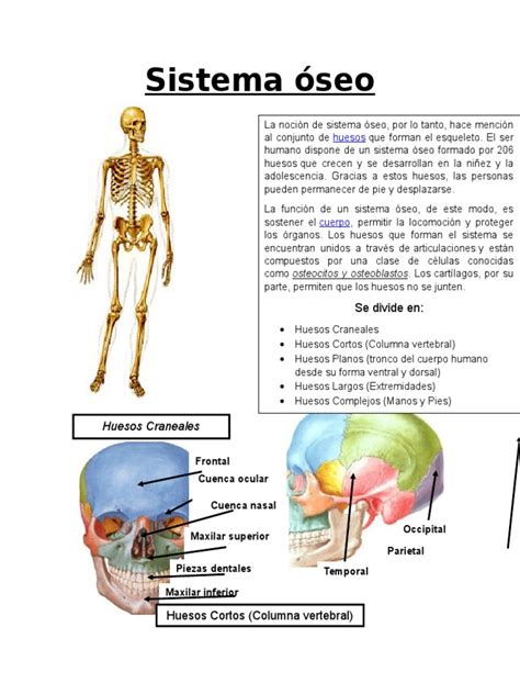 Sistema Óseo | Esqueleto | Hueso