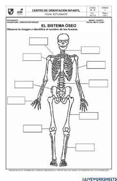 Sistema óseo Idioma: español  o castellano  Curso/nivel: cuarto ...