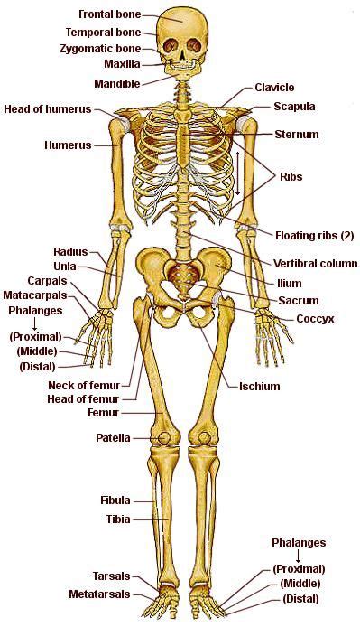 SISTEMA OSEO INDICANDO SUS PARTES EN INGLES | Huesos del cuerpo humano ...