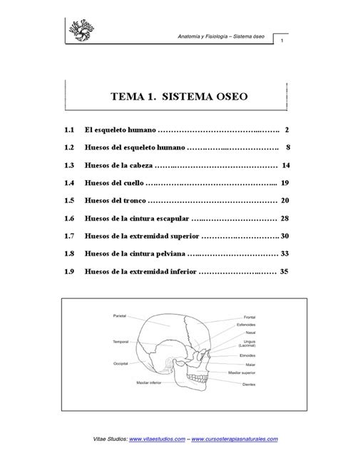 SISTEMA OSEO.pdf | Deportes | Naturaleza | Free 30 day Trial | Scribd