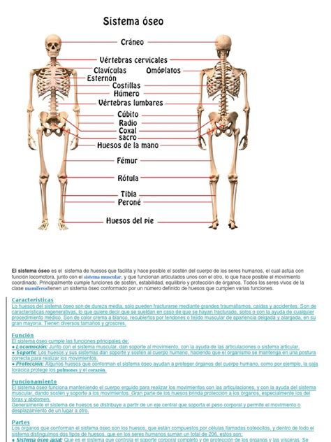 Sistema Oseo | PDF | Hueso | Cráneo