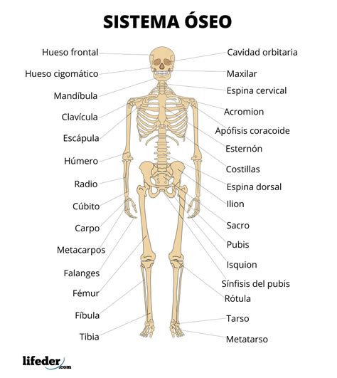 Sistema óseo: qué es, funciones, partes, principales huesos