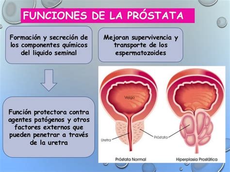 Sistema reproductor masculino Anatomico y Fisiologico