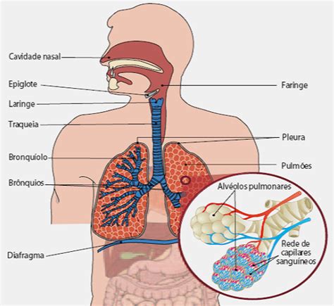 sistema respiratorio: aparato respiratorio
