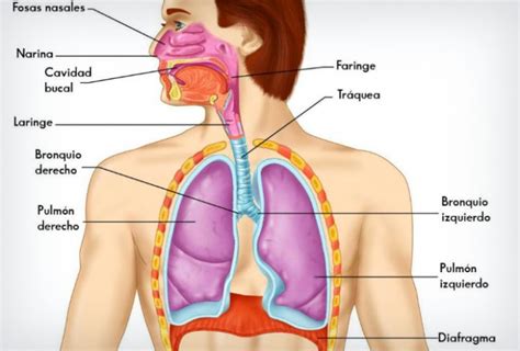 Sistema respiratorio: Aparato respiratorio  partes, características e ...