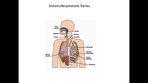 Sistema Respiratorio aprende todo de forma fácil y divertida.   YouTube