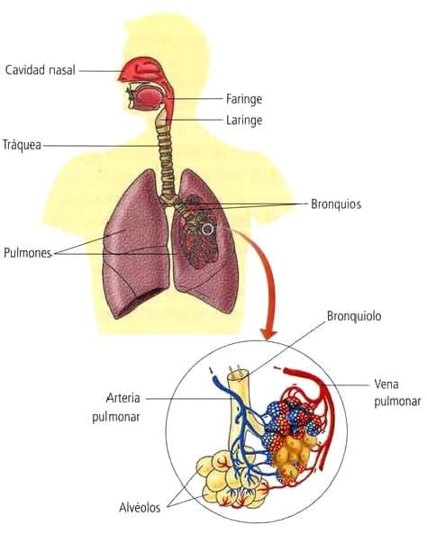 Sistema respiratorio » Blog de Biología