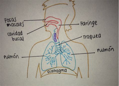 Sistema Respiratorio   Body Systems