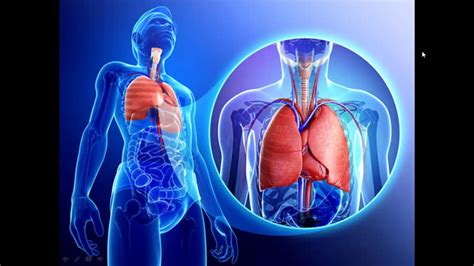 Sistema respiratorio   Clase 1   Introducción, nariz, fosas nasales y ...