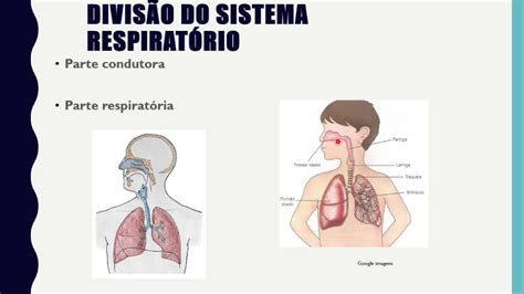 sistema respiratório conceito, função e Nariz externo YouTube