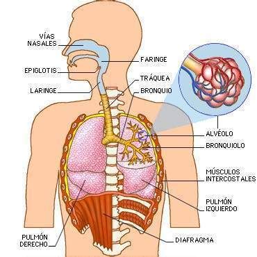 Sistema respiratorio   EcuRed
