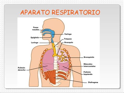 Sistema Respiratorio El aparato respiratorio o sistema respiratorio