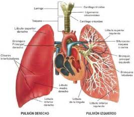 Sistema Respiratorio   EL CUERPO HUMANO