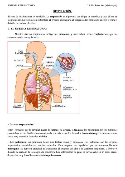 SISTEMA RESPIRATORIO. Español | Sistema respiratorio, Respiratorio ...