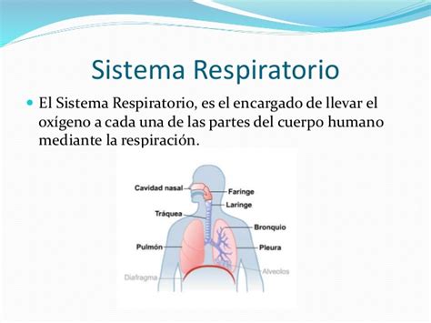 Sistema Respiratorio Humano » Caracteristicas, Partes, Funcionamiento ...
