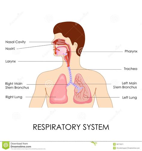Sistema respiratorio ilustración del vector. Ilustración de respire ...