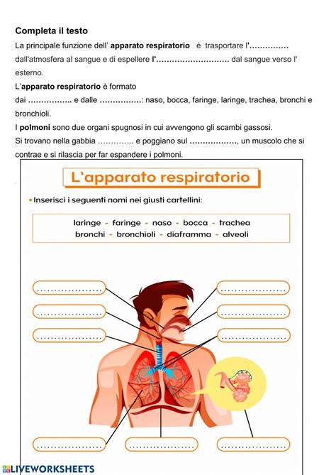 Sistema respiratorio   Interactive worksheet