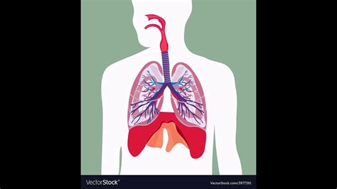 Sistema respiratório   Lois   Parte 3   YouTube