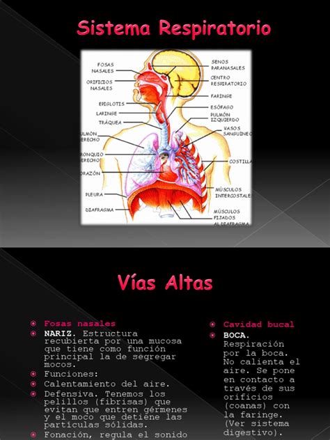 Sistema Respiratorio