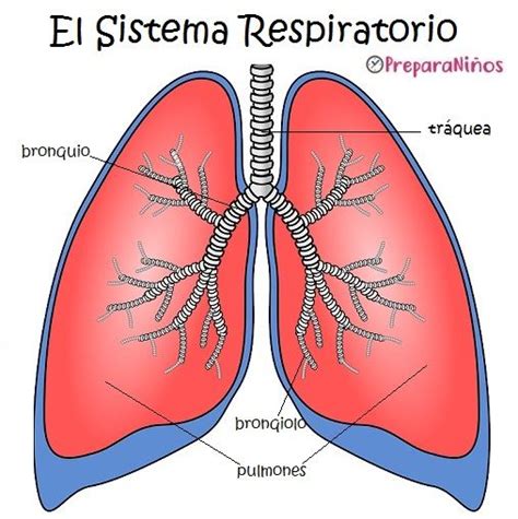 Sistema Respiratorio para Niños: Partes y Funciones | Sistema ...