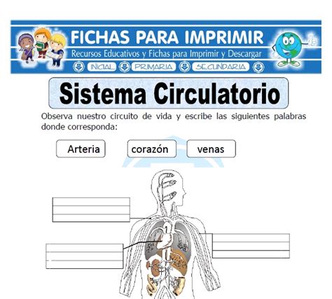 Sistema Respiratorio Para Ninos   SEONegativo.com