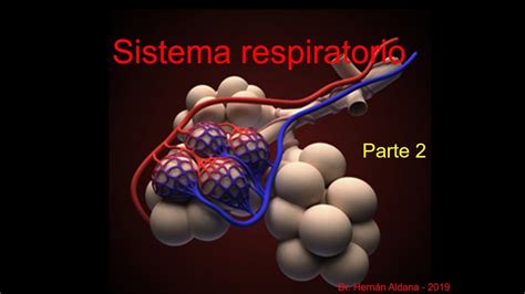 Sistema Respiratorio. Parte 2. Cavidad nasal. Dr. Hernán Aldana Marcos ...