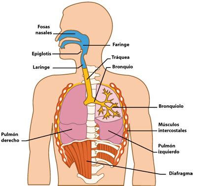 Sistema Respiratorio: Partes del sistema respiratorio