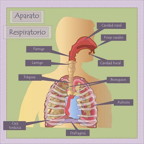 Sistema respiratorio partes   Imagui
