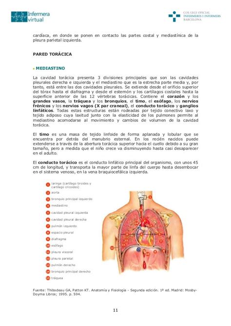 Sistema Respiratorio Pdf   SEONegativo.com