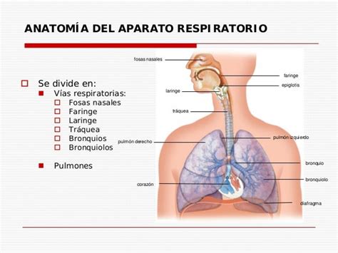 Sistema Respiratorio Pdf   SEONegativo.com