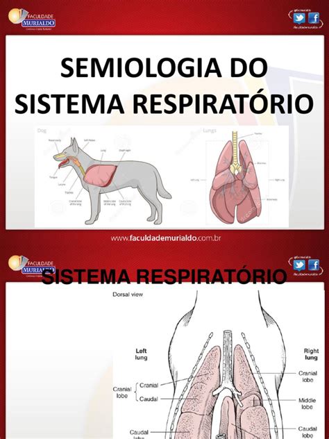 sistema respiratório.pdf | Sistema Respiratório | Respiração ...