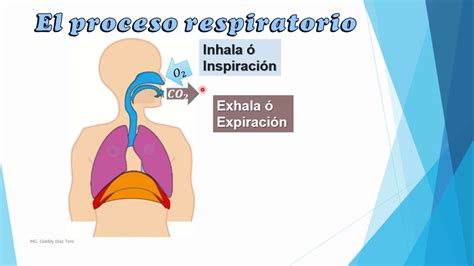Sistema respiratorio PRIMARIA   YouTube