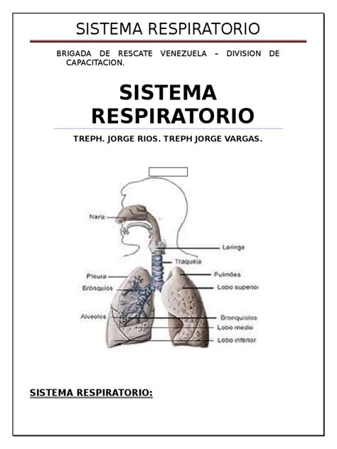 Sistema Respiratorio. | Pulmón | Laringe