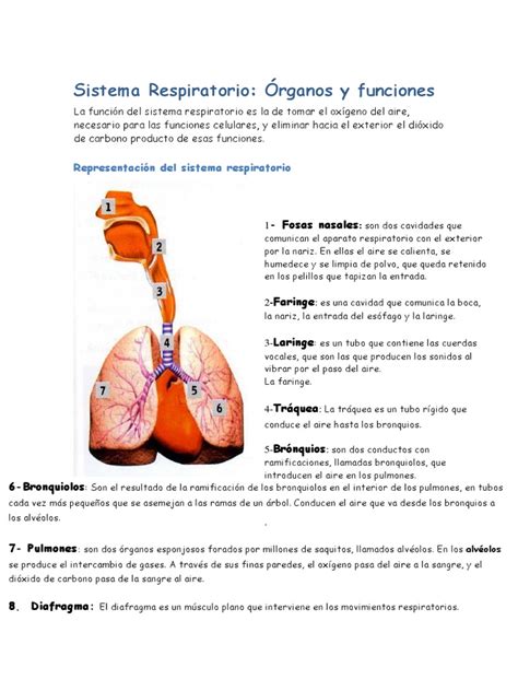 Sistema Respiratorio | Pulmón | Sistema respiratorio