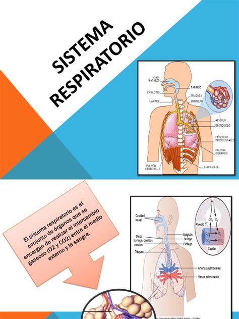 Sistema Respiratorio | Pulmón | Sistema respiratorio