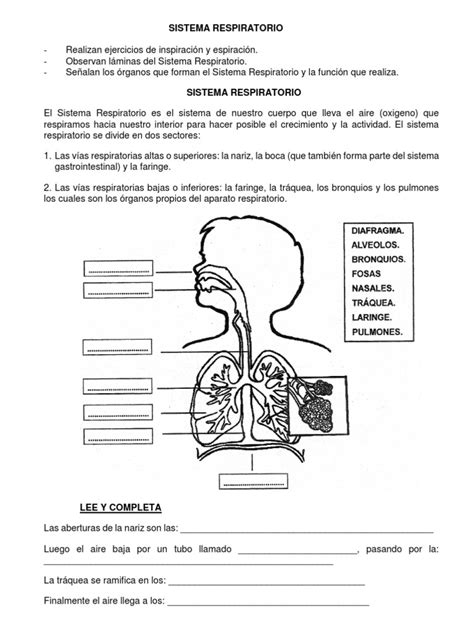 Sistema Respiratorio | Respiratory System | Lung