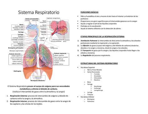 Sistema Respiratorio resumen   StuDocu