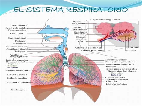 Sistema Respiratorio — WikiSabio