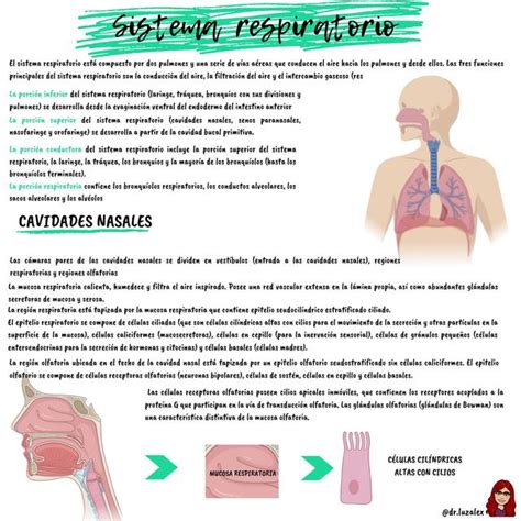 SISTEMA RESPIRATORIO | Sistema respiratorio | Cánula nasal | uDocz